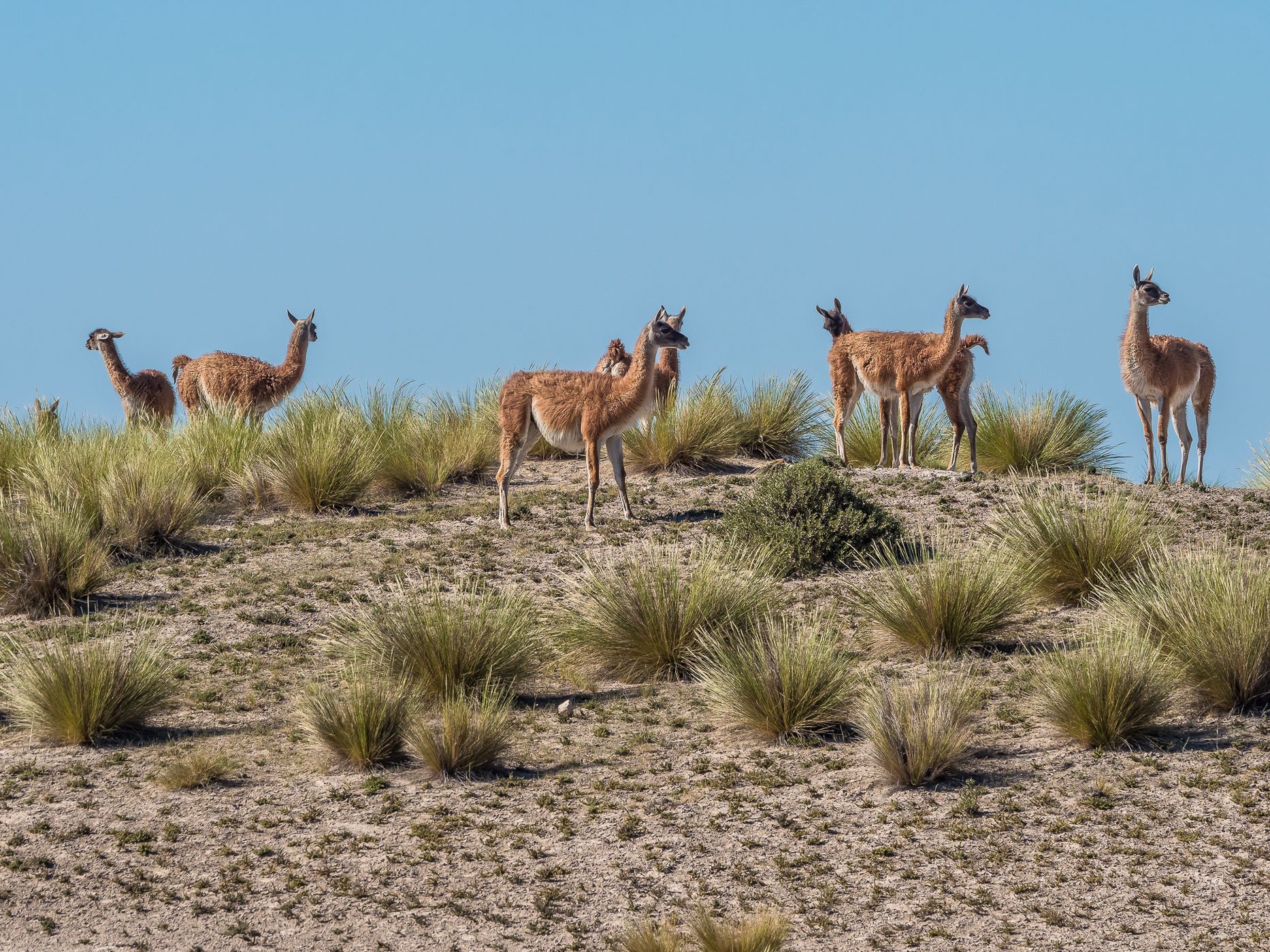 Valdés Peninsula Guanacos, Argentina
