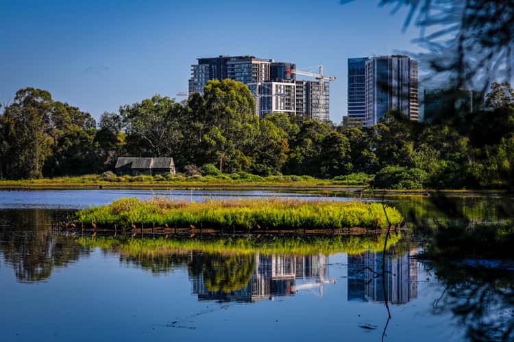 Waterbird Refuge, Homebush, Sydney, NSW