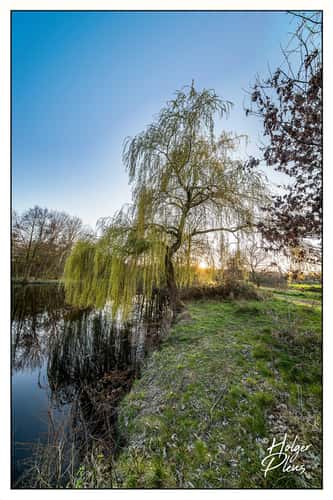 weeping Willow