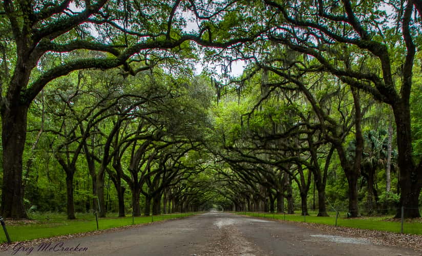 Wormsloe Historic Site