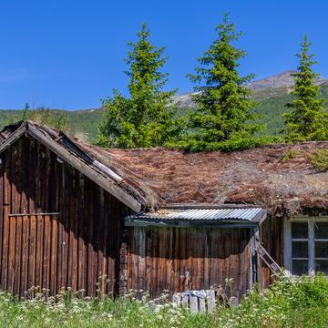 A wood on the roof, Norway