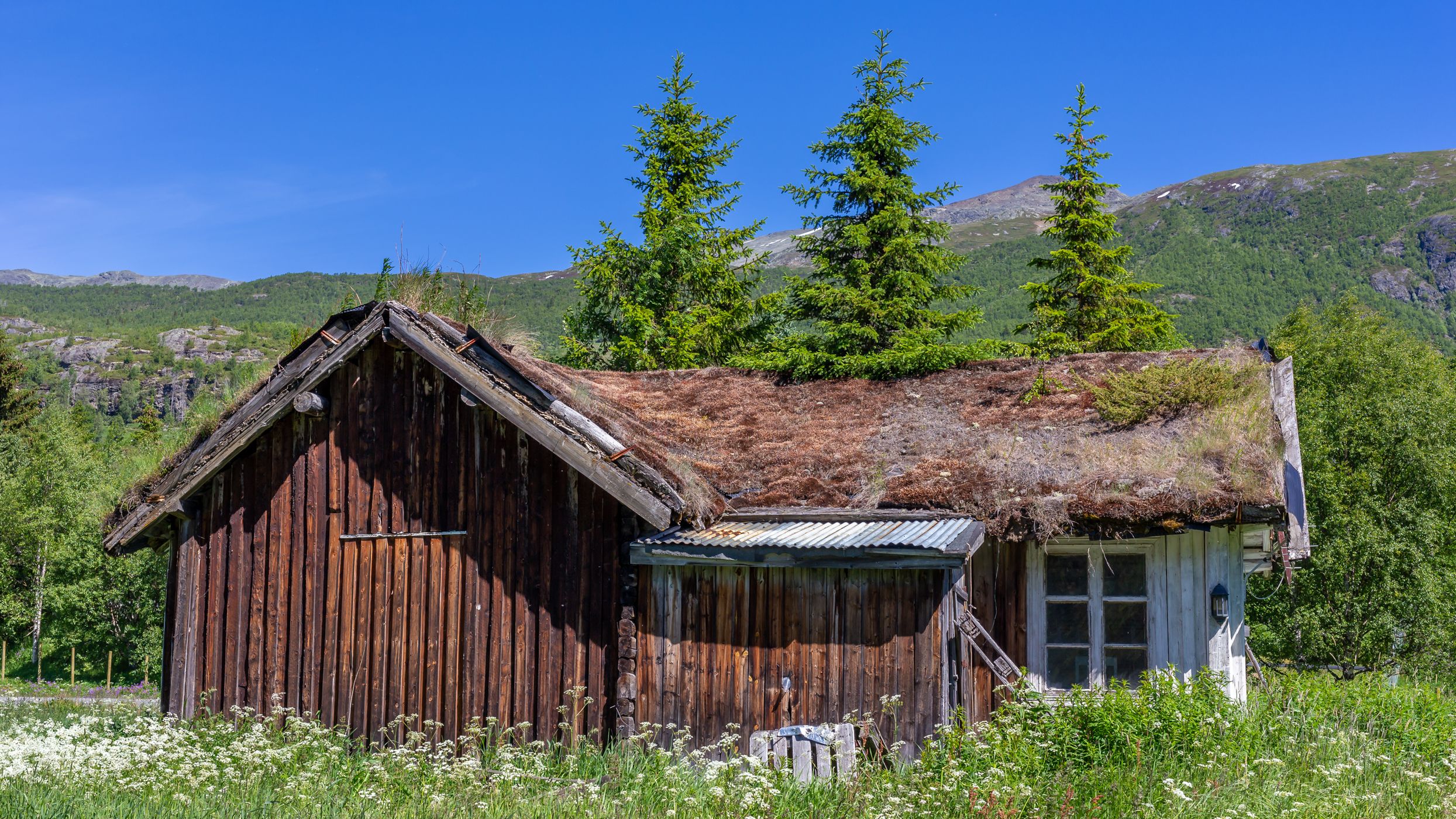 A wood on the roof, Norway