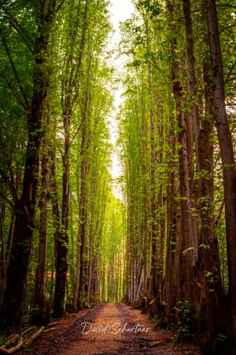 Tree alley next to Kasbachtalbahn