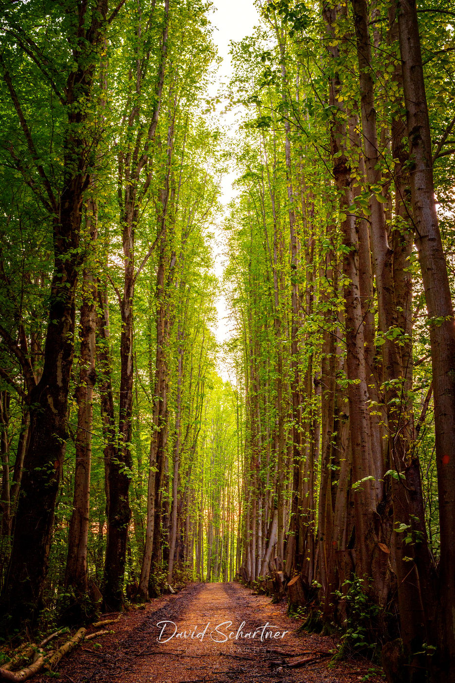 Tree alley next to Kasbachtalbahn, Germany