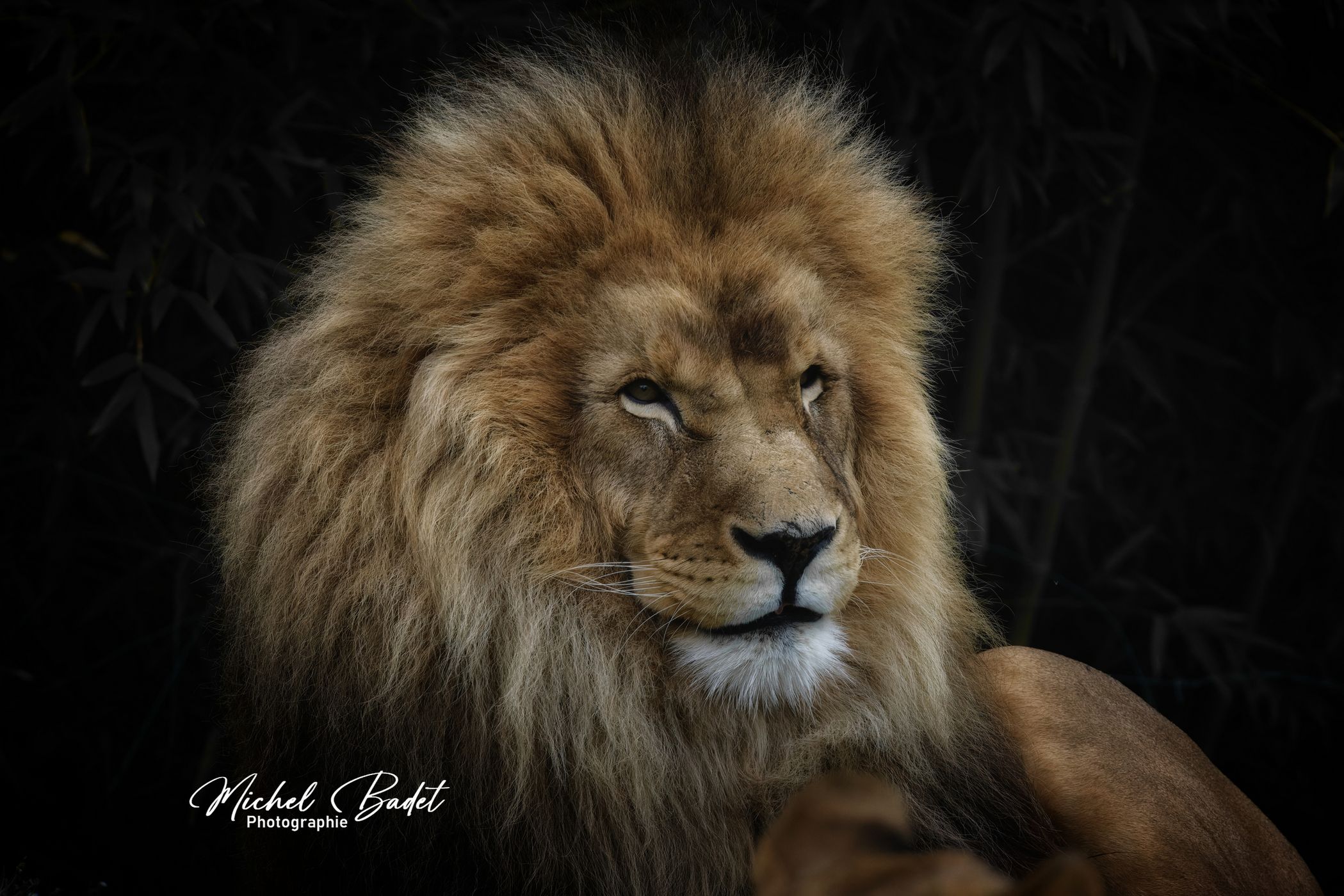 Beauval Zoo, France