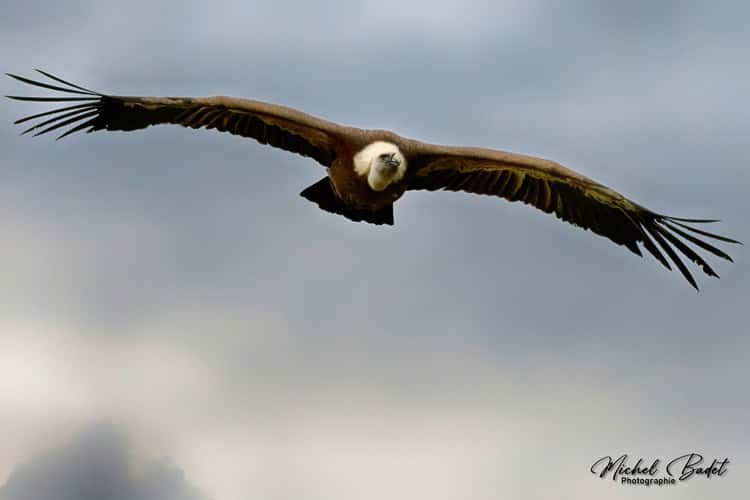 Beauval Zoo