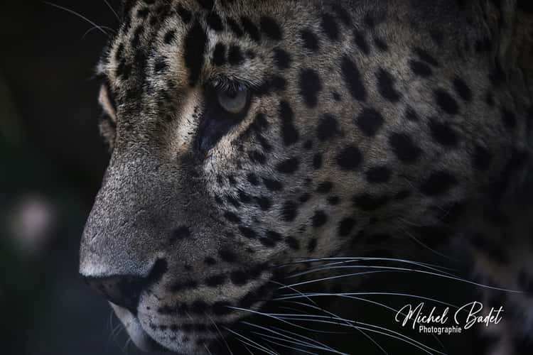Beauval Zoo