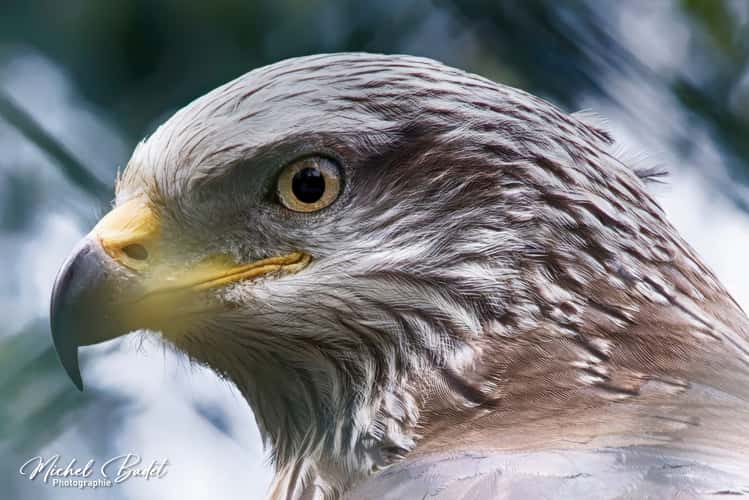 Beauval Zoo
