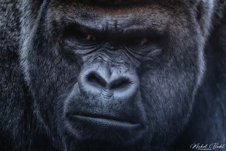 Beauval Zoo