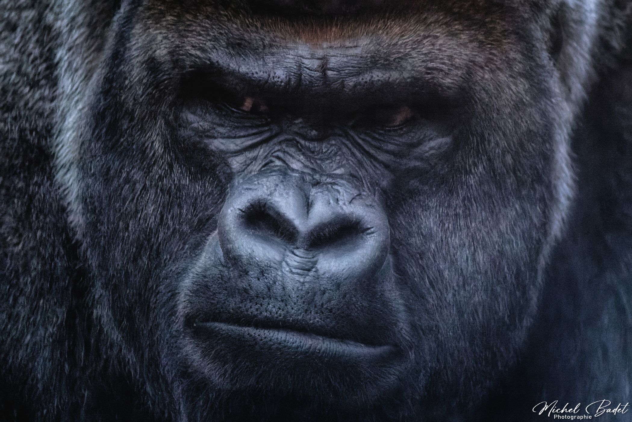 Beauval Zoo, France