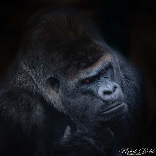 Beauval Zoo