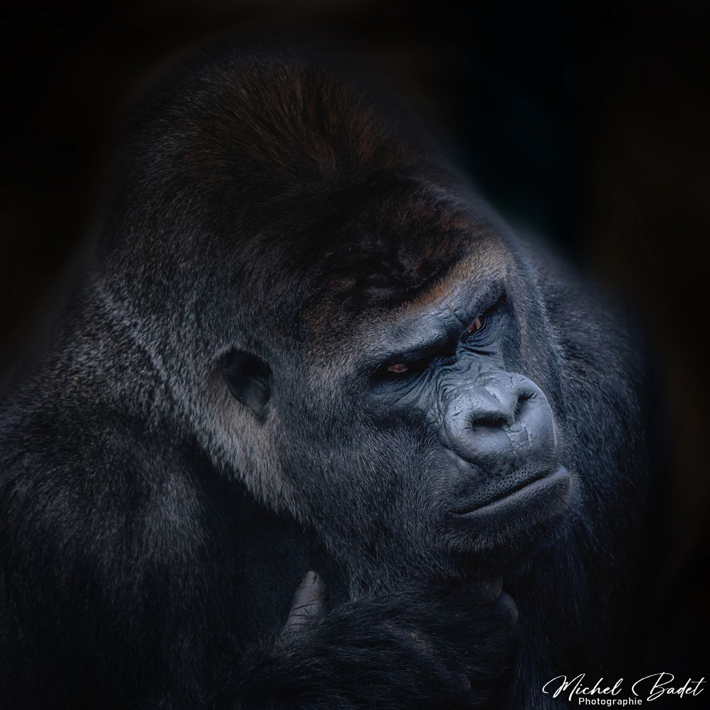 Beauval Zoo, France