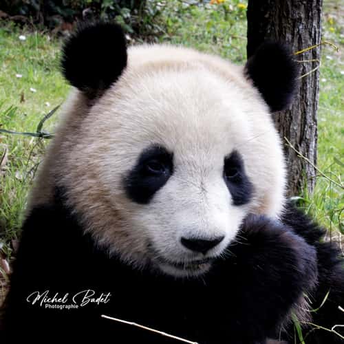 Beauval Zoo
