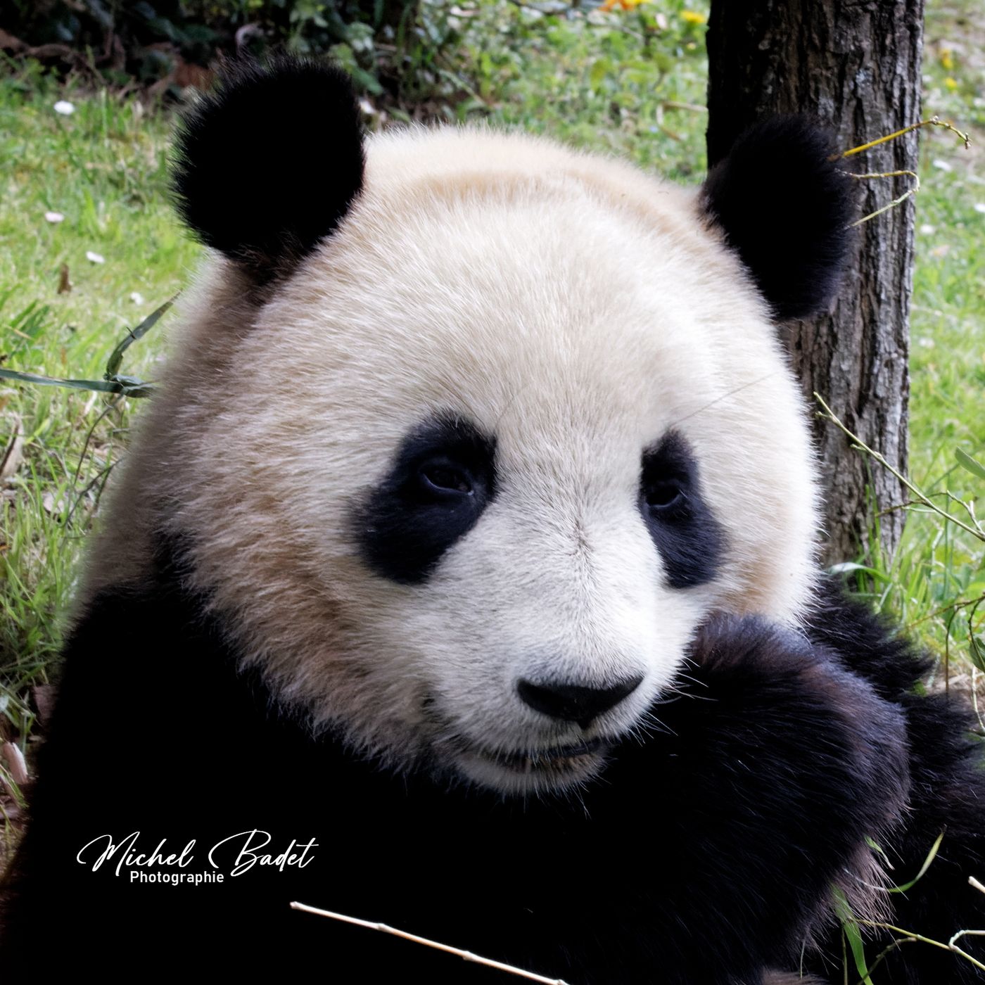 Beauval Zoo, France