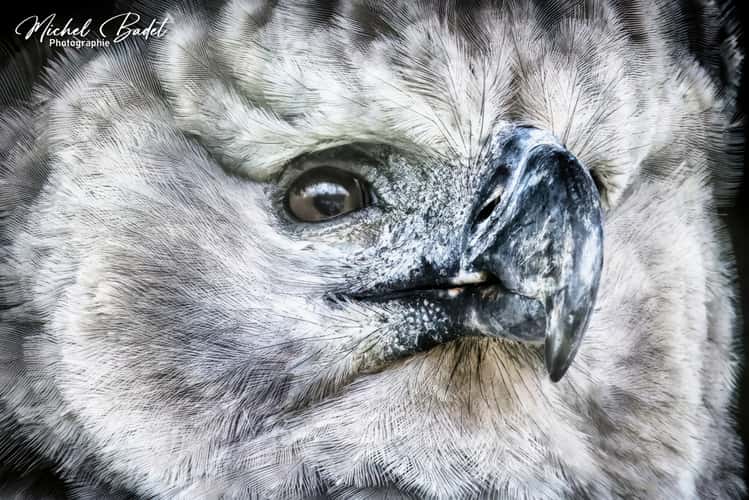 Beauval Zoo