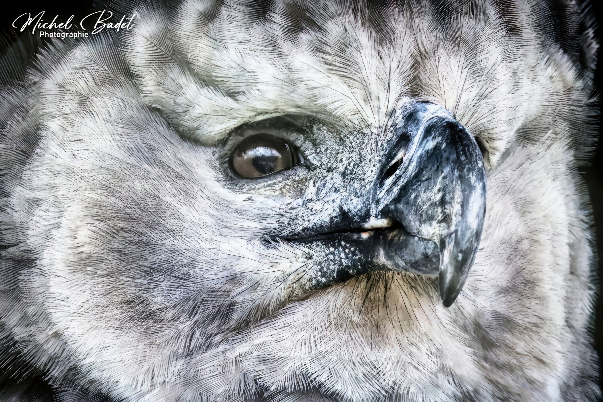 Beauval Zoo, France