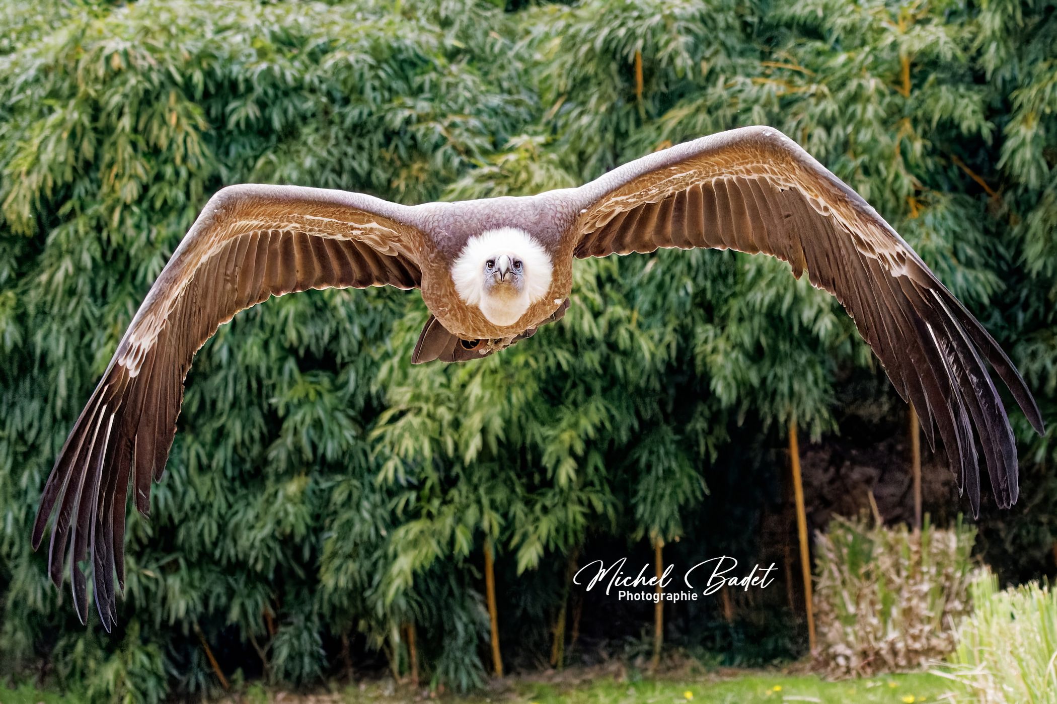 Beauval Zoo, France