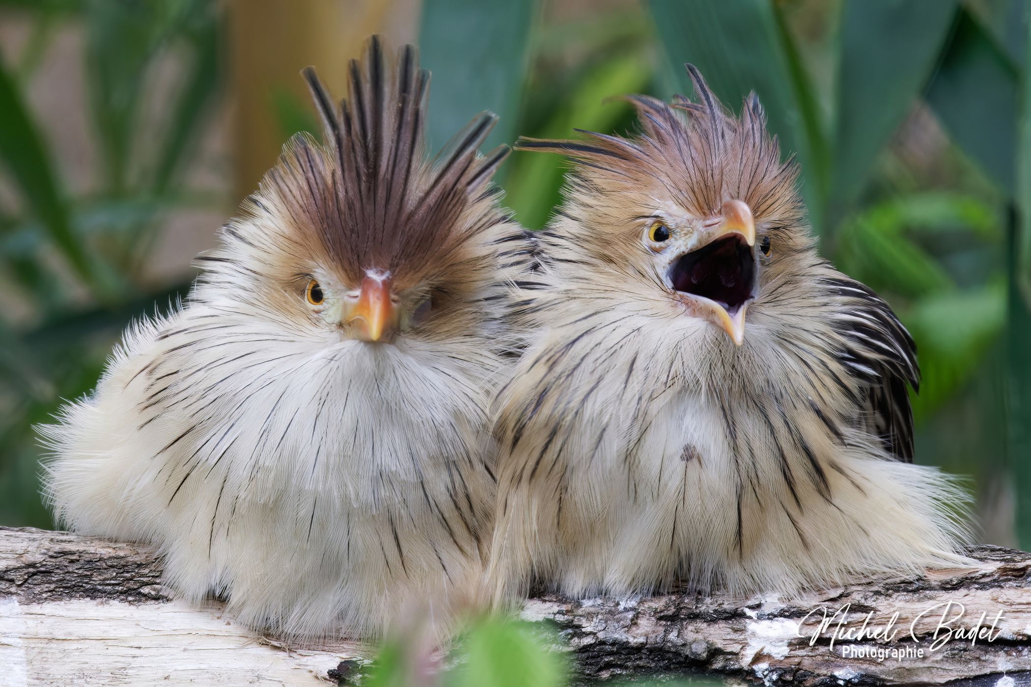 Beauval Zoo, France