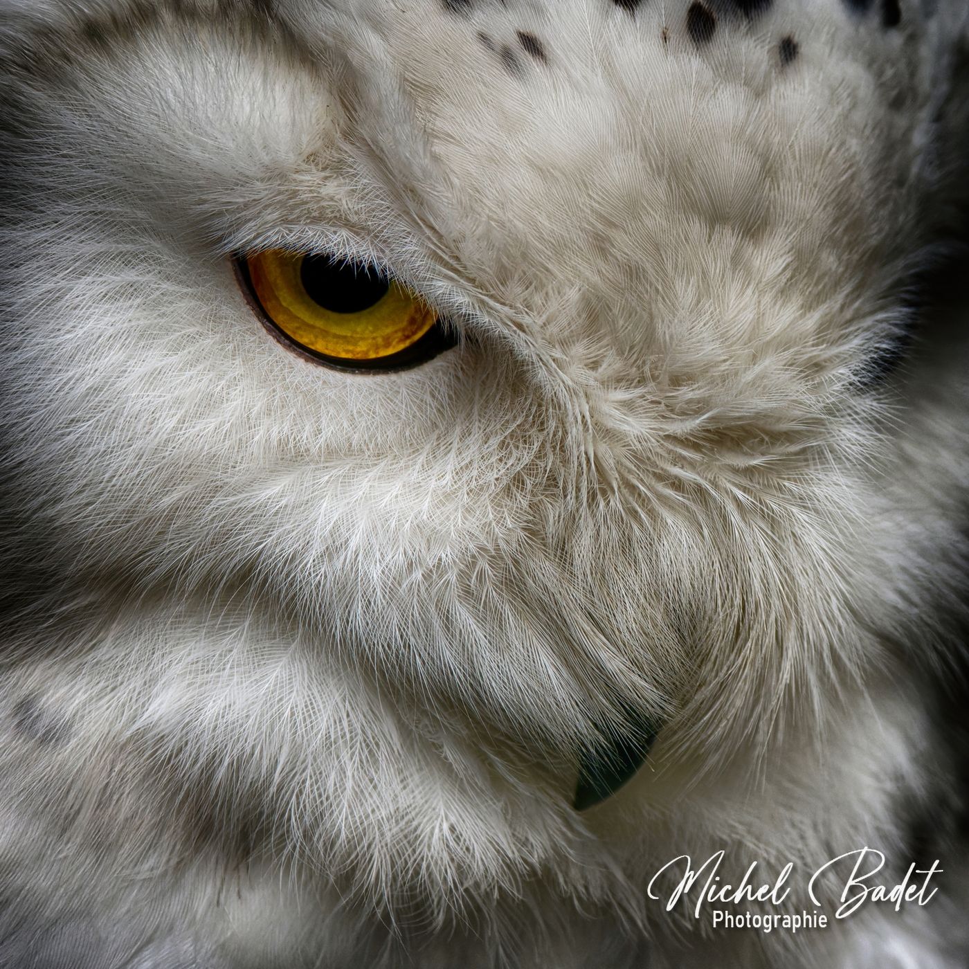 Beauval Zoo, France