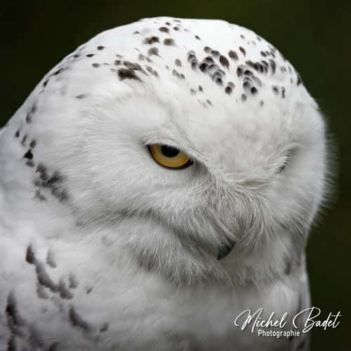 Beauval Zoo