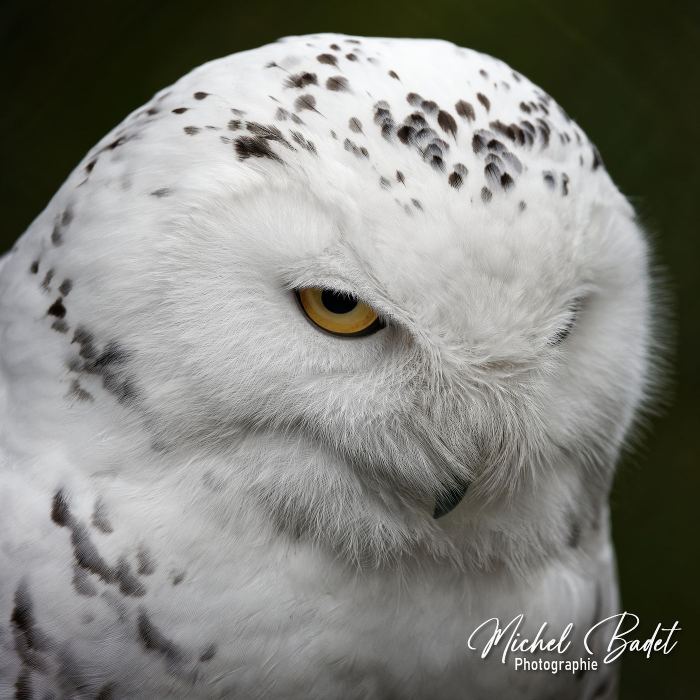 Beauval Zoo, France