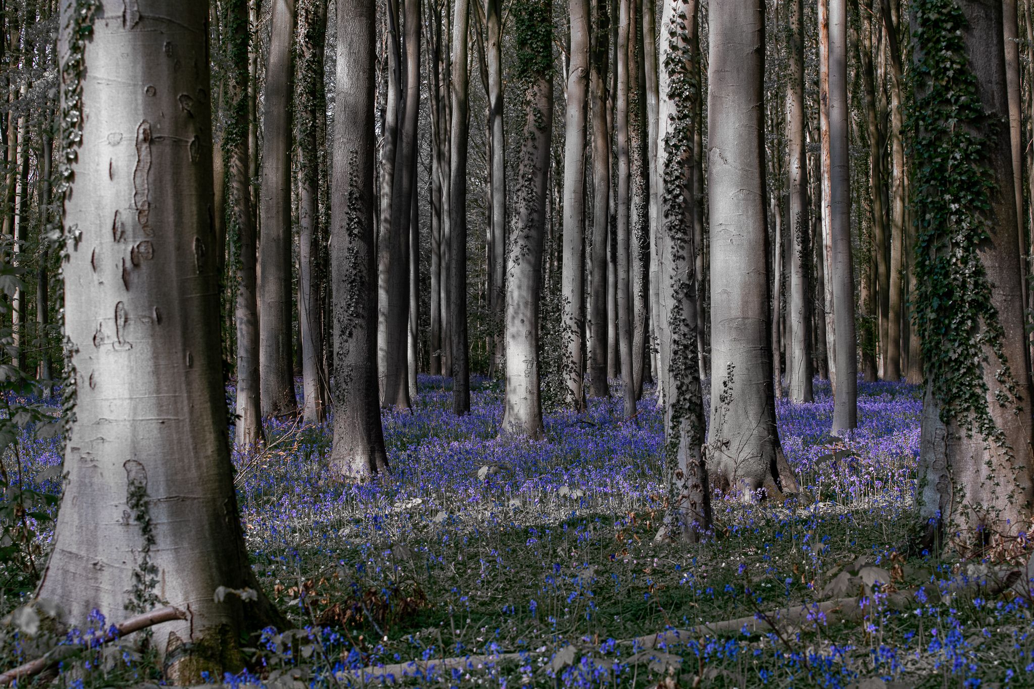 Bluebells in Hallerbos, Belgium