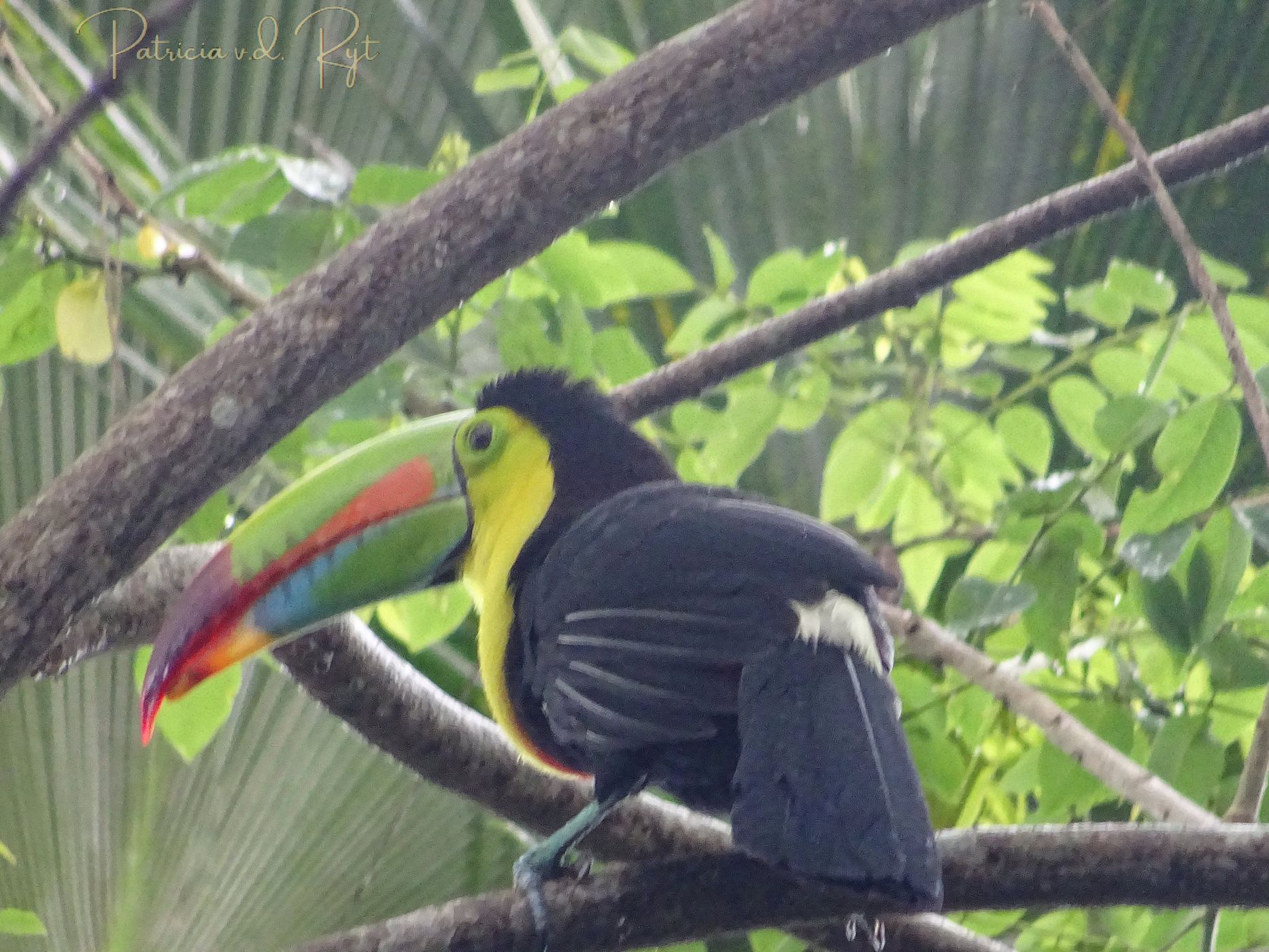 Parque natural metropolitano & Ancon Hill, Panama