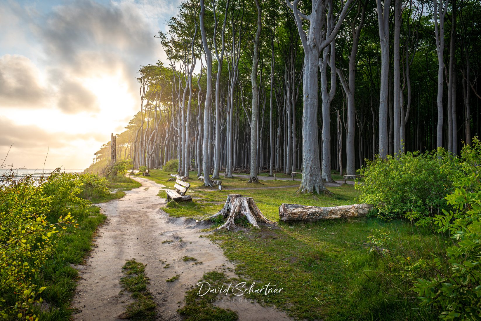 Gespensterwald (Ghost Forrest), Nienhagen, Germany