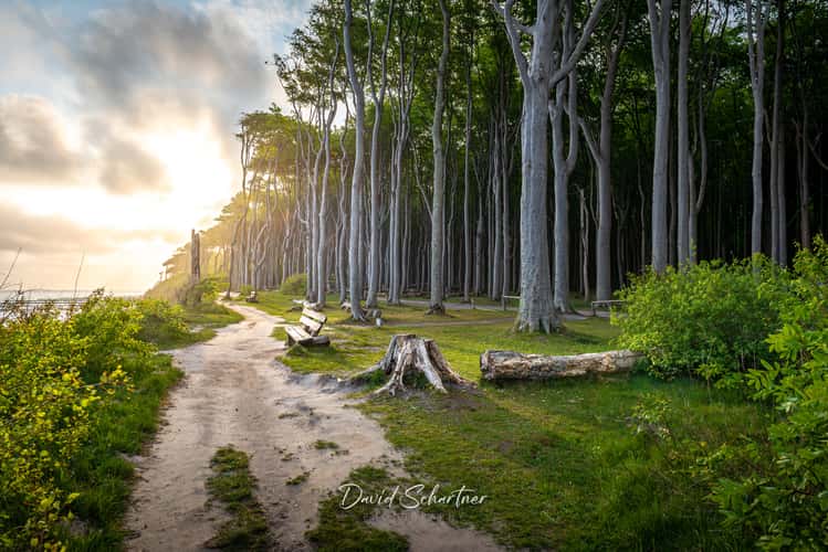 Gespensterwald (Ghost Forrest), Nienhagen