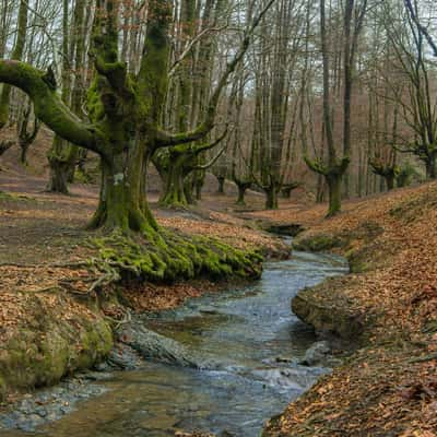 Hayedo de Otzarreta, Spain