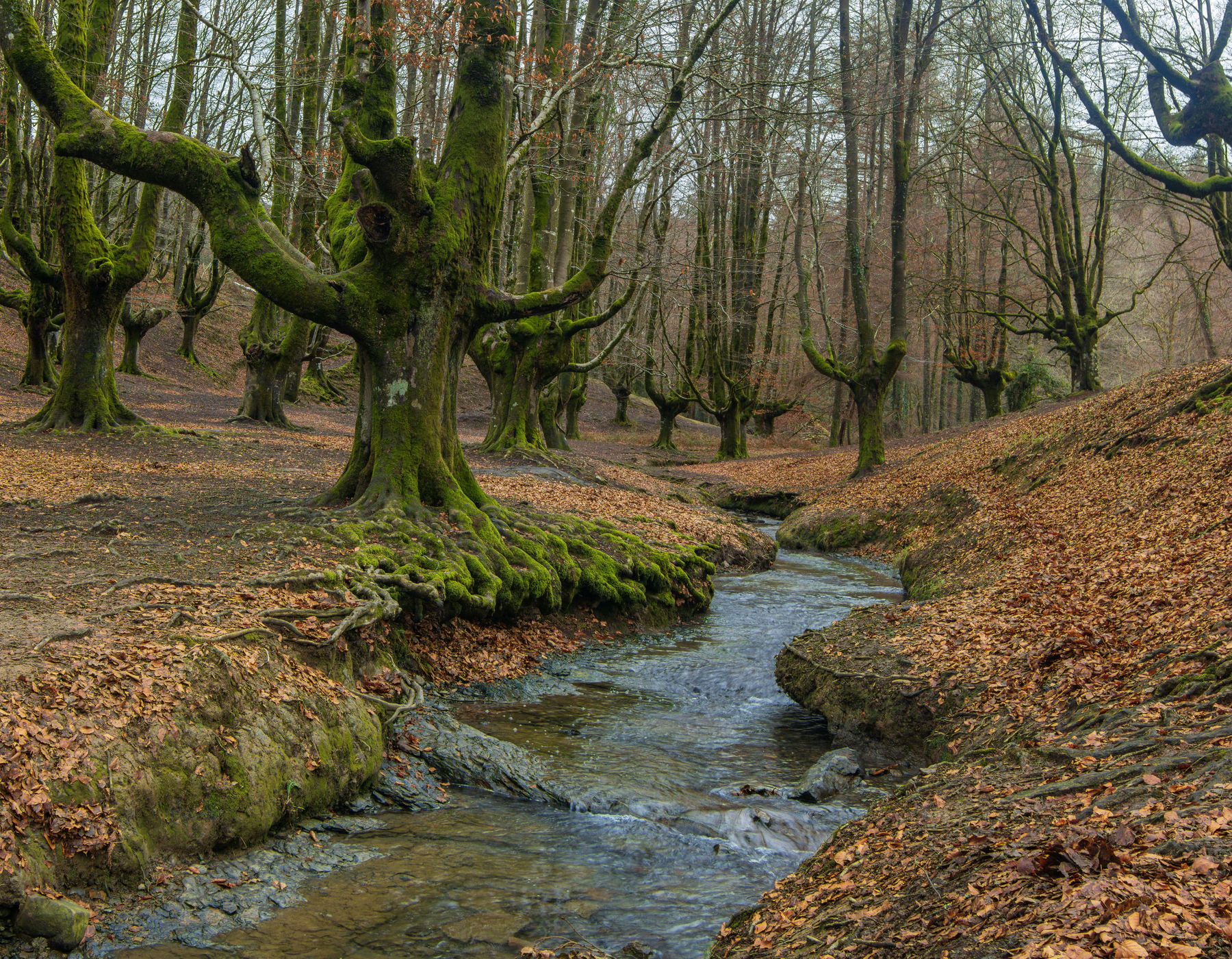 Hayedo de Otzarreta, Spain