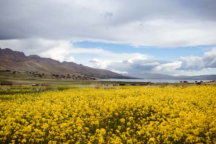 Lake Langui Lago, west-north site