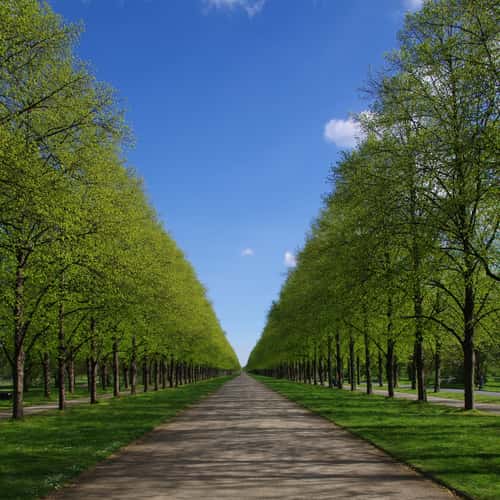 Herrenhäuser Allee, Hanover