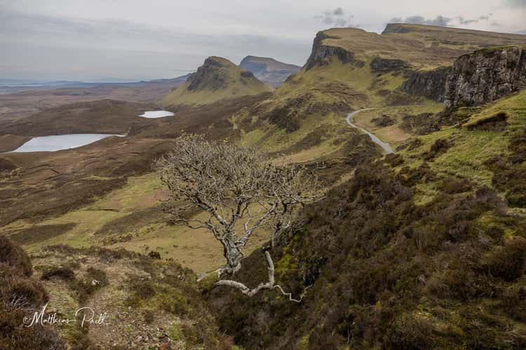 Lonely Tree at Quiraing