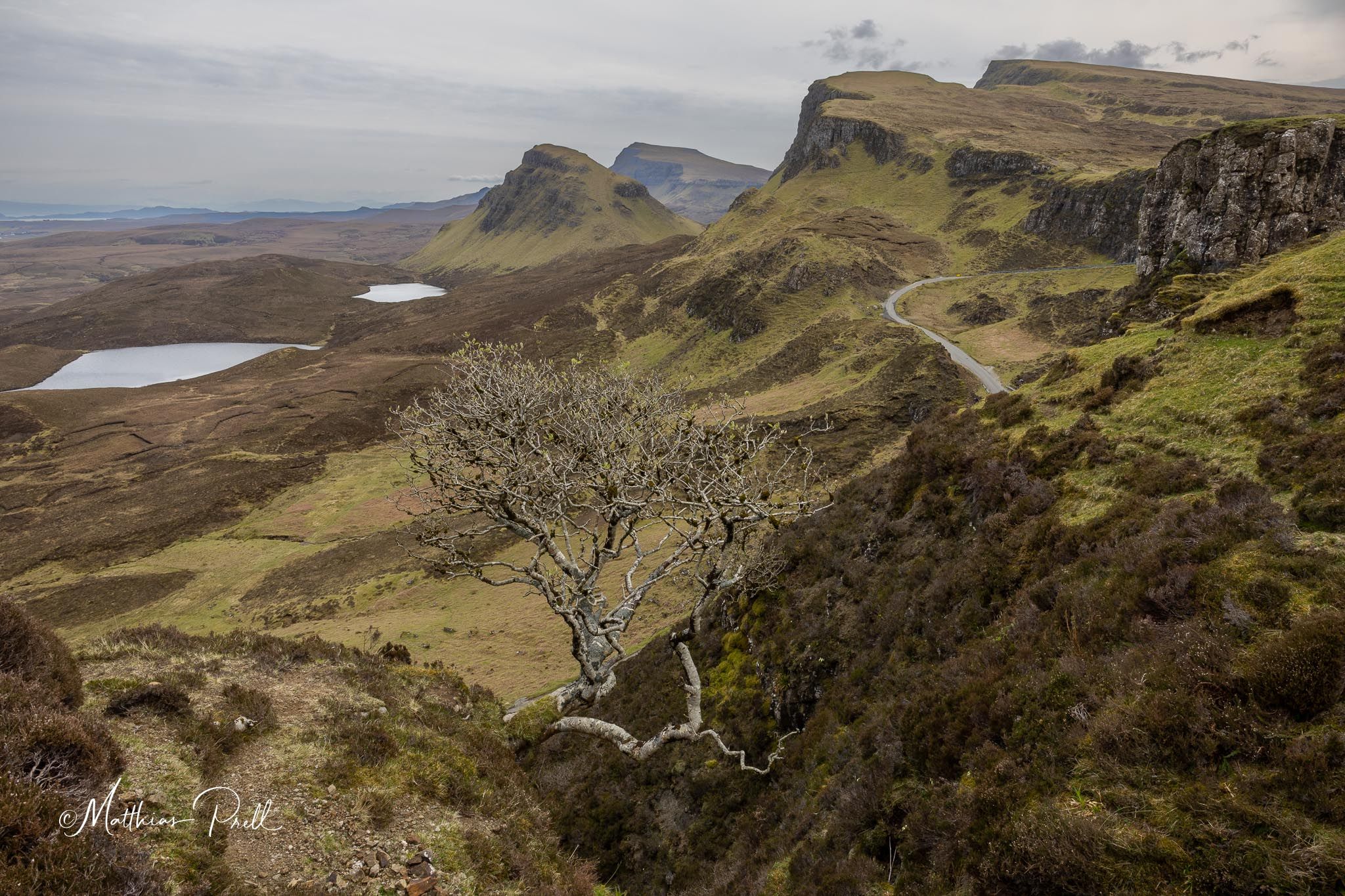 Lonely Tree at Quiraing, United Kingdom