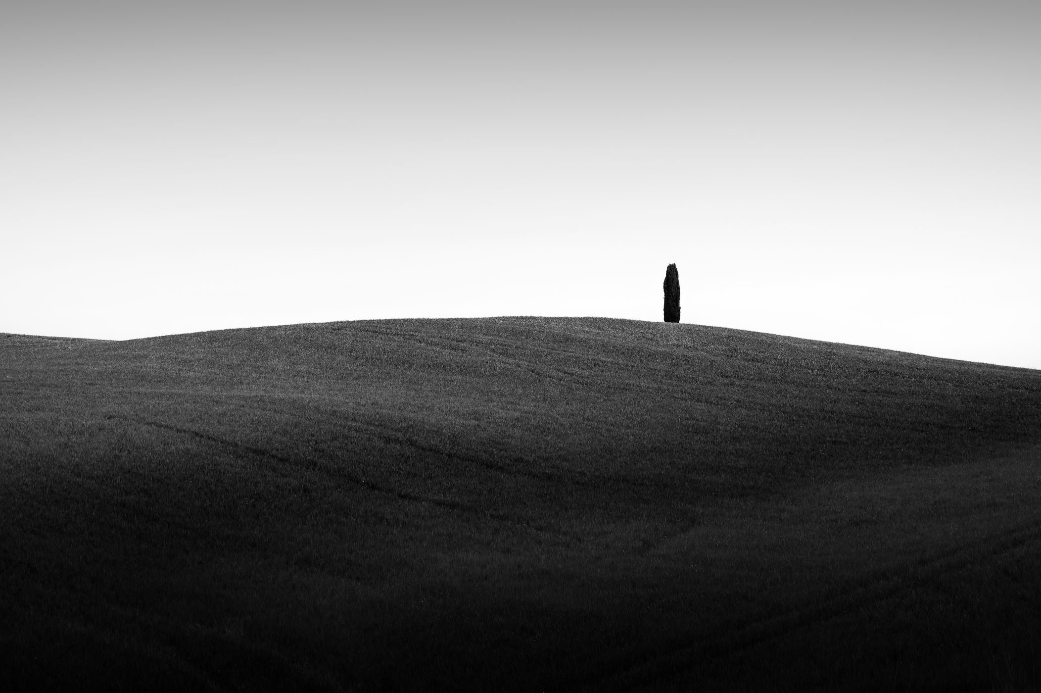 Lonely Tuscany Tree, Italy