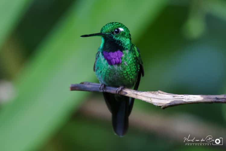 Mindo - Birdwatching