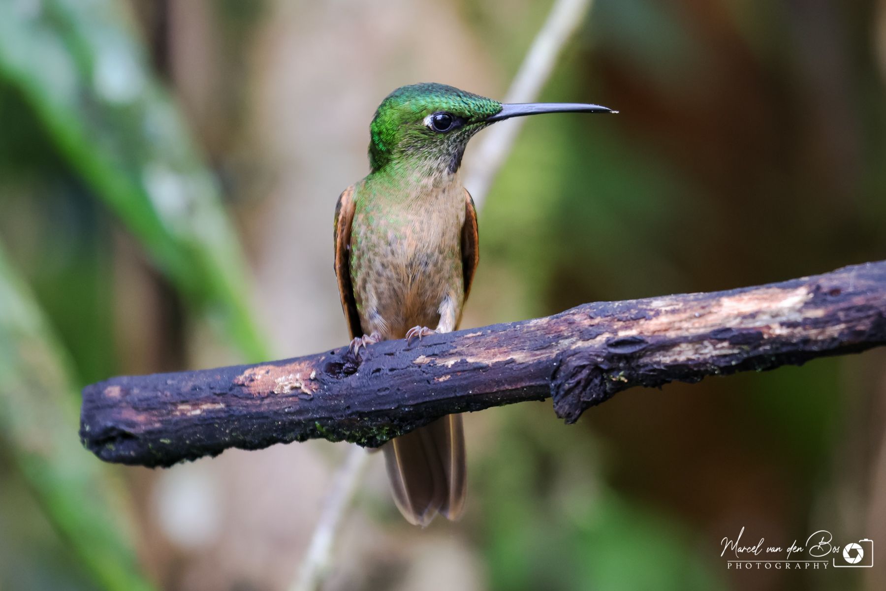 Mindo - Birdwatching, Ecuador
