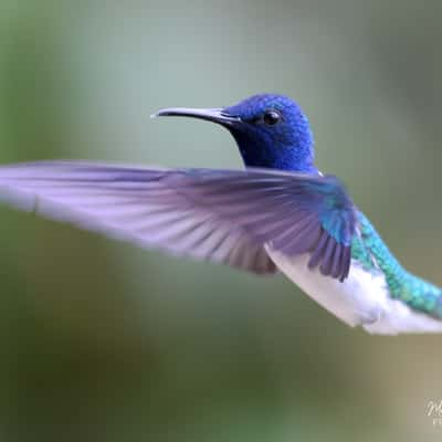 Mindo - Birdwatching, Ecuador