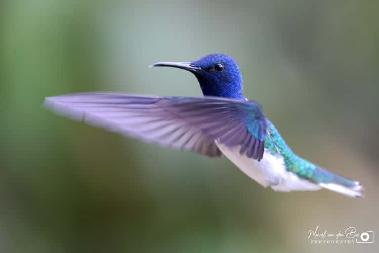 Mindo - Birdwatching