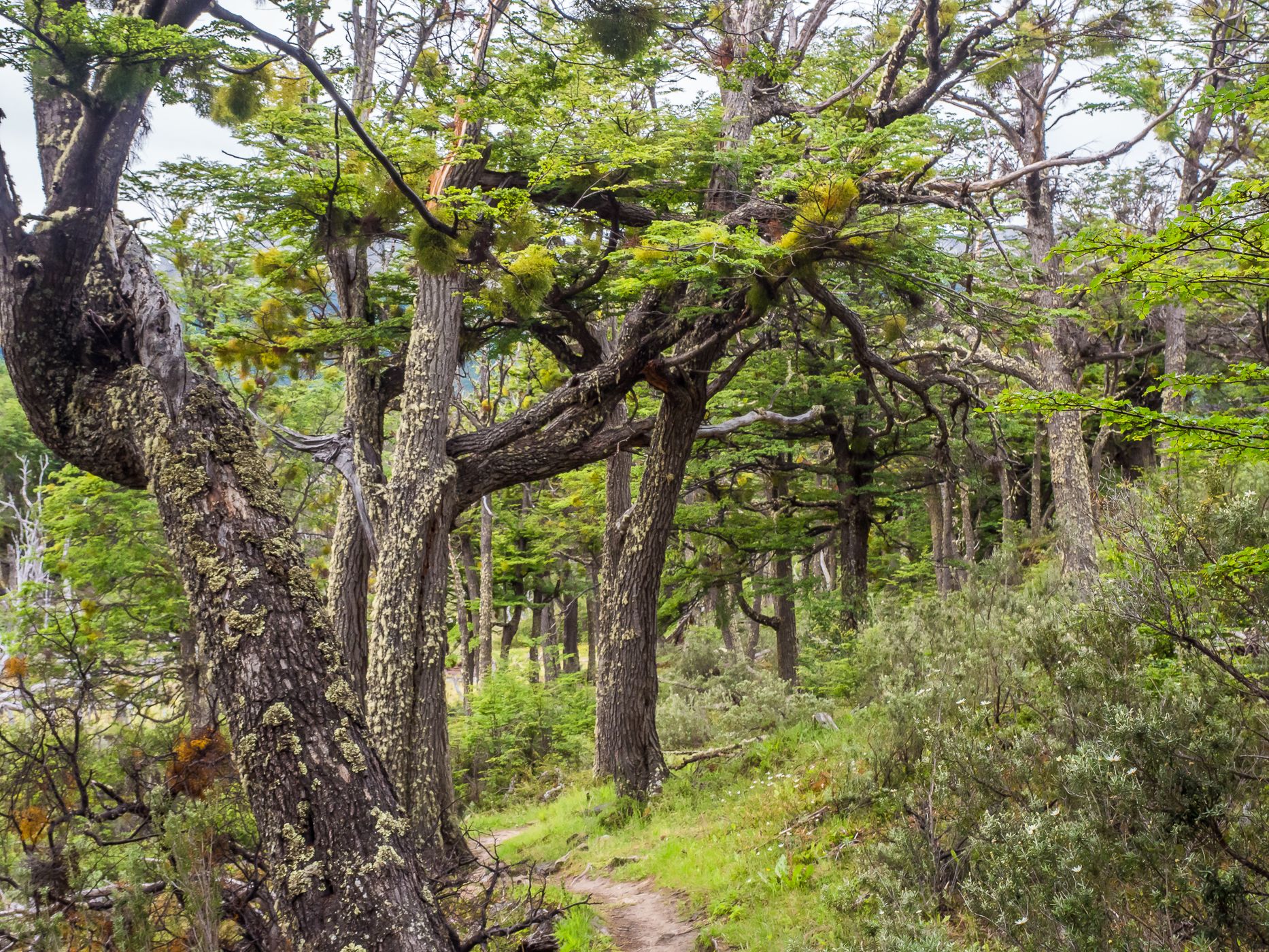 Mirador Lapataia Trail, Argentina