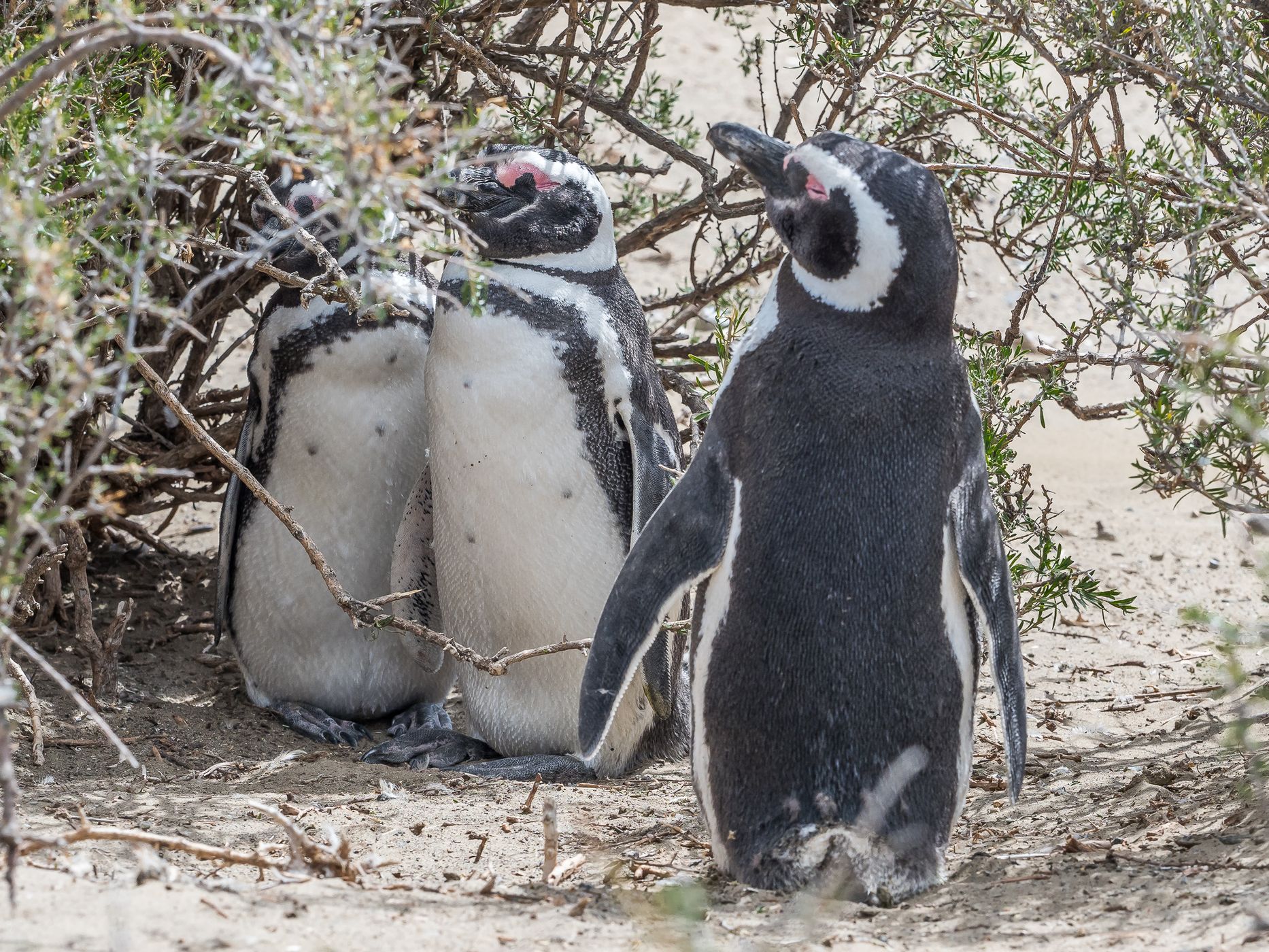 Penguin Colony in Monte León National Park, Argentina