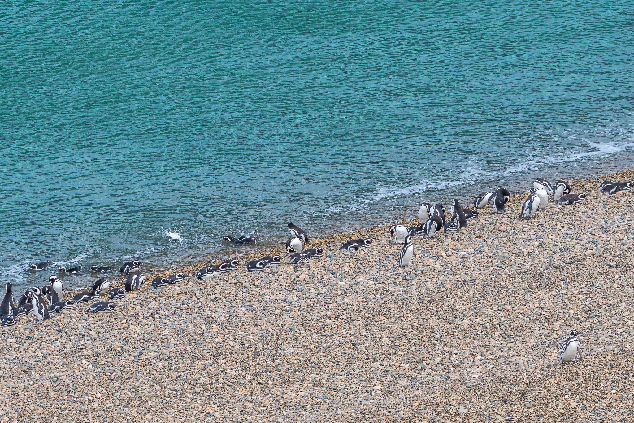 Penguin Colony in Monte León National Park, Argentina