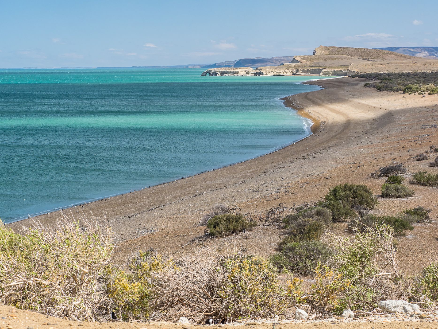 Penguin Colony in Monte León National Park, Argentina