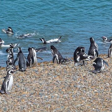Penguin Colony in Monte León National Park, Argentina