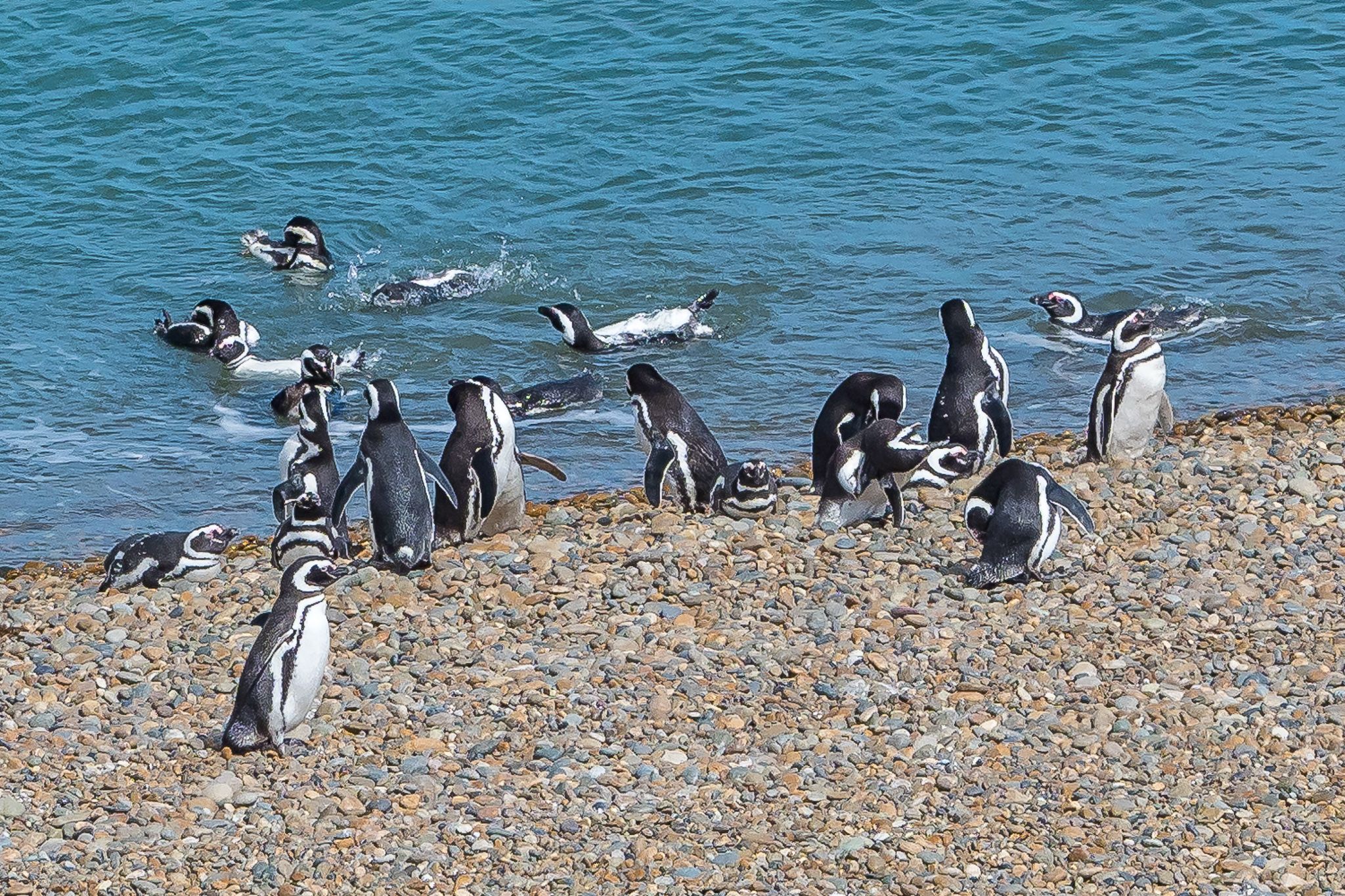 Penguin Colony in Monte León National Park, Argentina