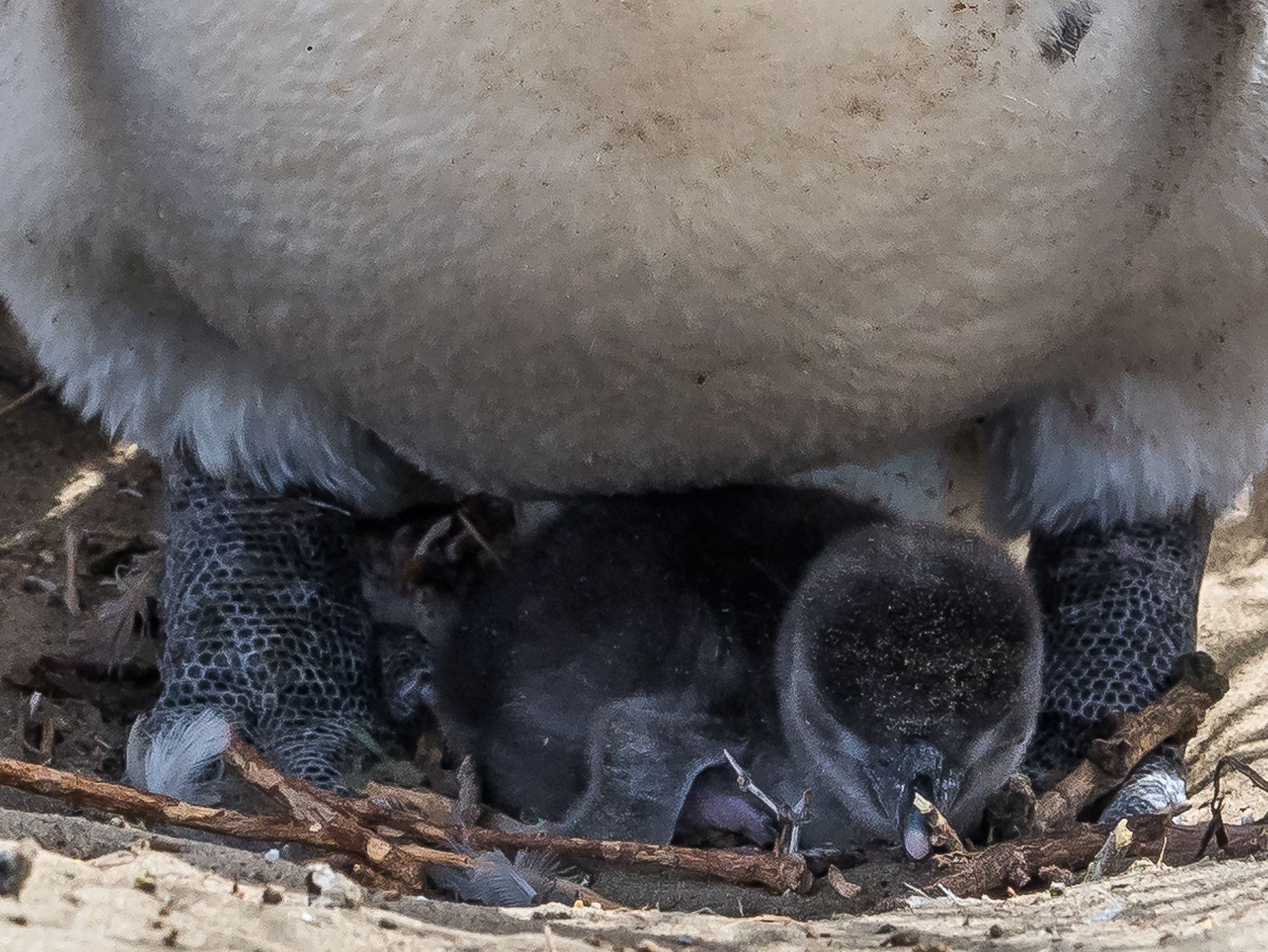 Penguin Colony in Monte León National Park, Argentina