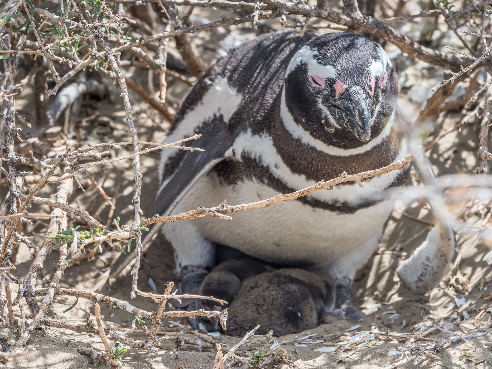 Penguin Colony in Monte León National Park, Argentina