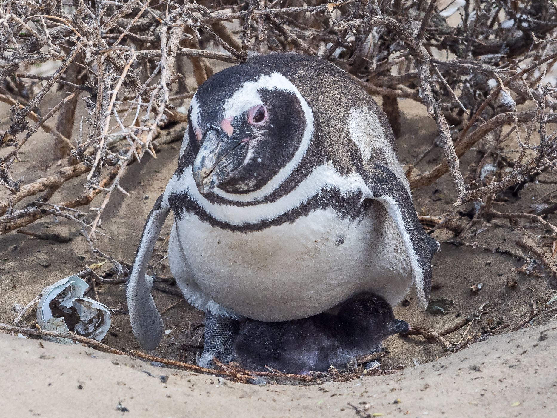 Penguin Colony in Monte León National Park, Argentina