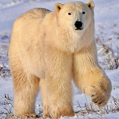 Polar Bear, Canada